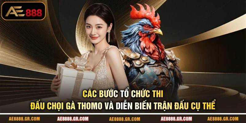 Các bước tổ chức thi đấu chọi gà Thomo và diễn biến trận đấu cụ thể