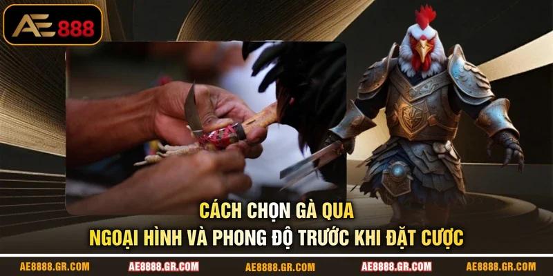 Cách Chọn Gà Qua Ngoại Hình Và Phong Độ Trước Khi Đặt Cược