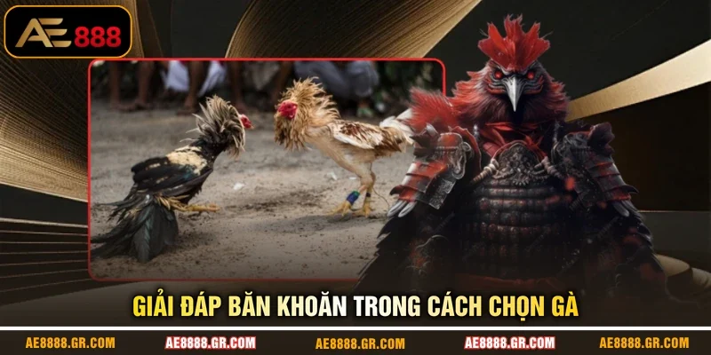Giải đáp băn khoăn trong cách chọn gà
