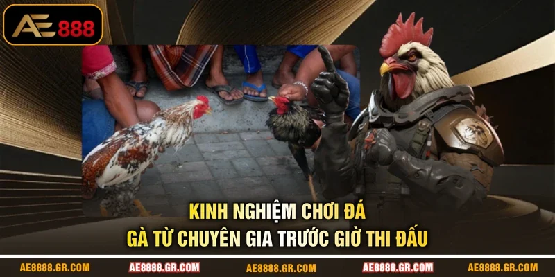 Kinh nghiệm chơi đá gà từ chuyên gia trước giờ thi đấu