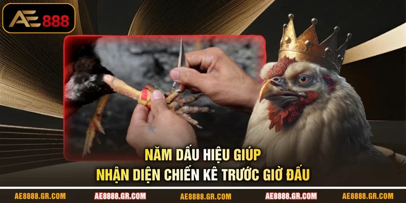 Năm dấu hiệu giúp nhận diện chiến kê trước giờ đấu